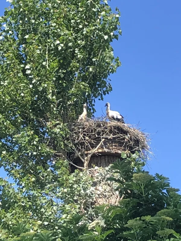 Natuurkampeerterrein Oude Willem