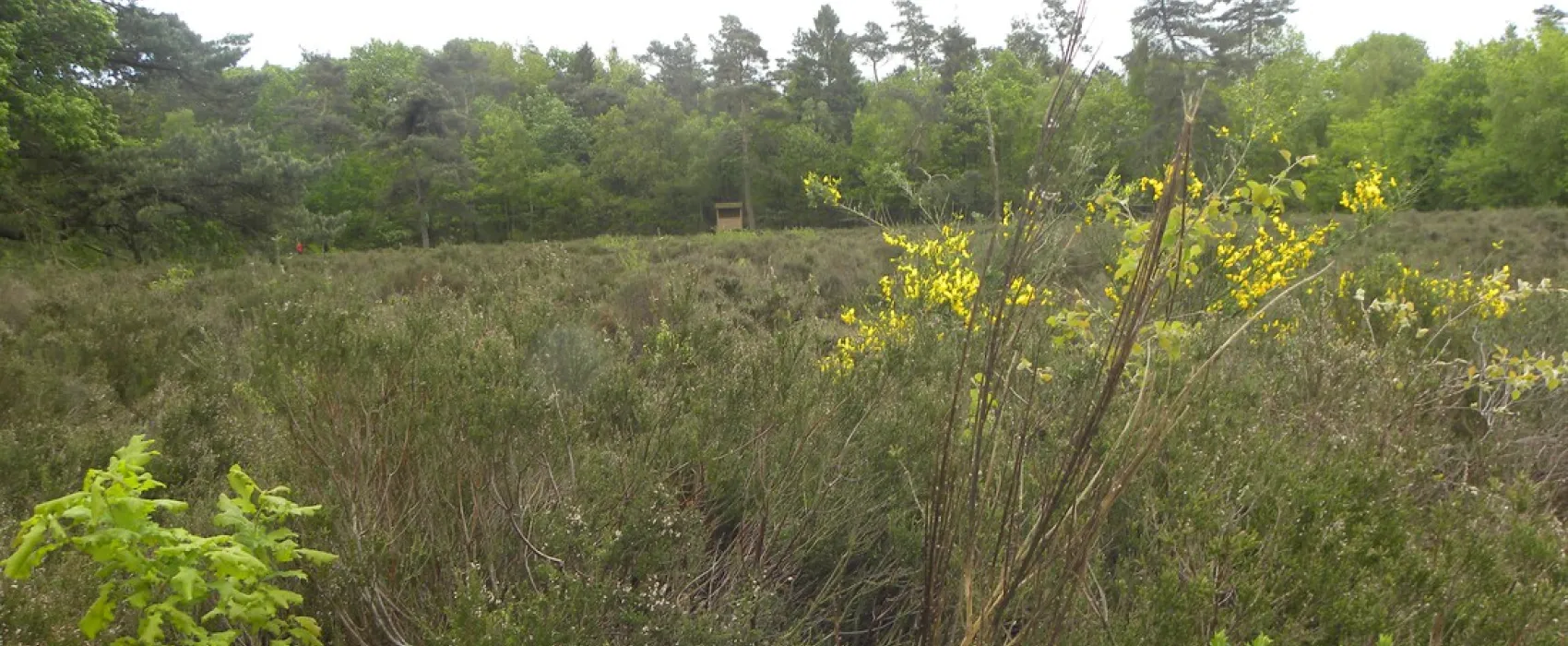 Natuurkampeerterrein Oude Willem