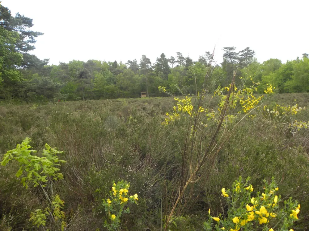 Natuurkampeerterrein Oude Willem