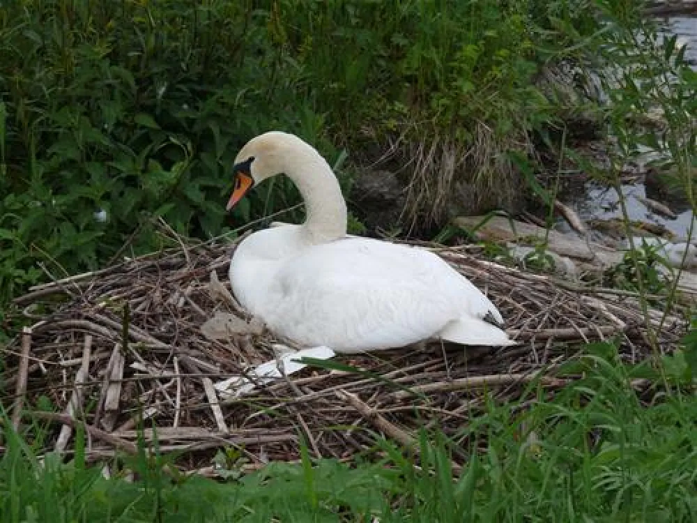 Camping Au an der Donau