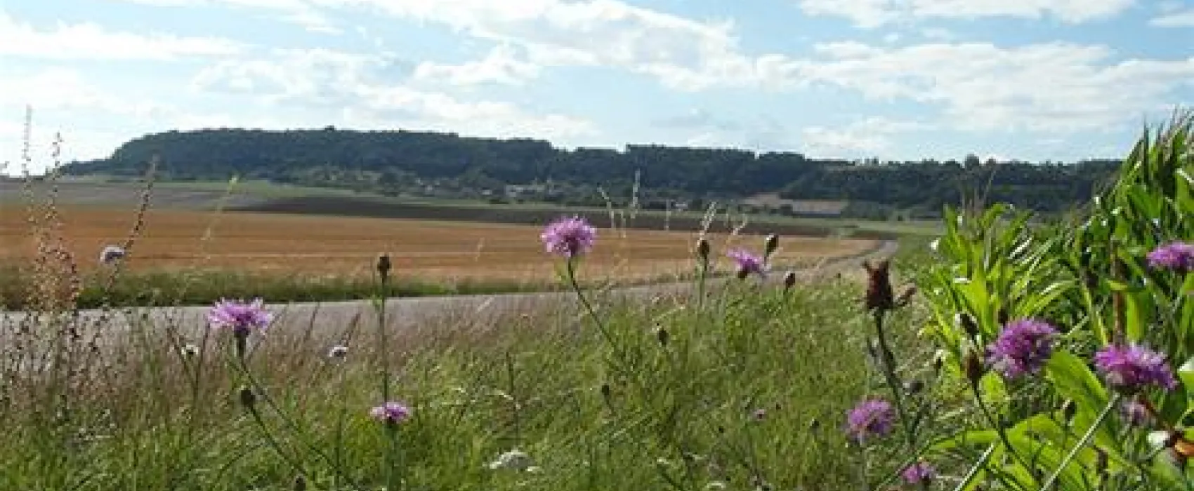 Les Grebes du Lac de Marcenay