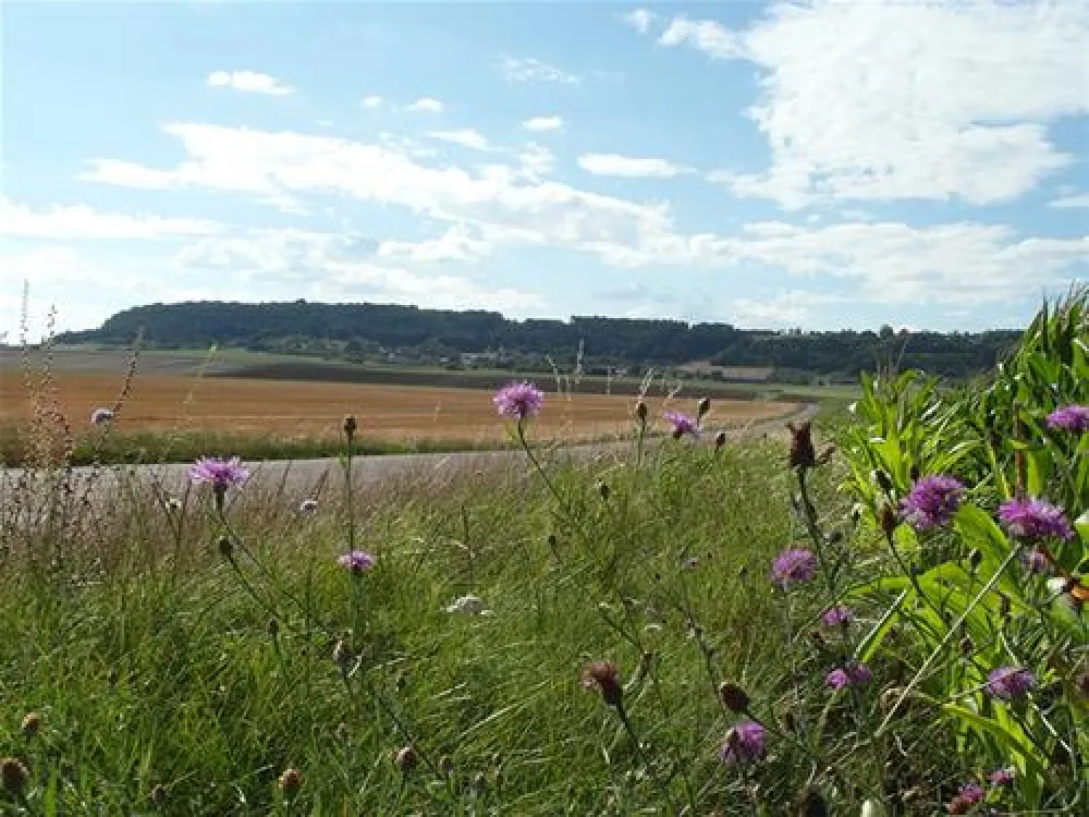 Les Grebes du Lac de Marcenay