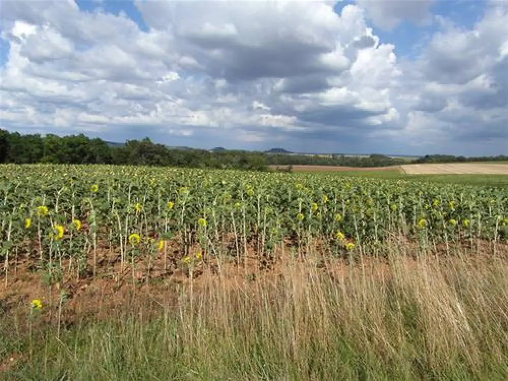 Les Grebes du Lac de Marcenay