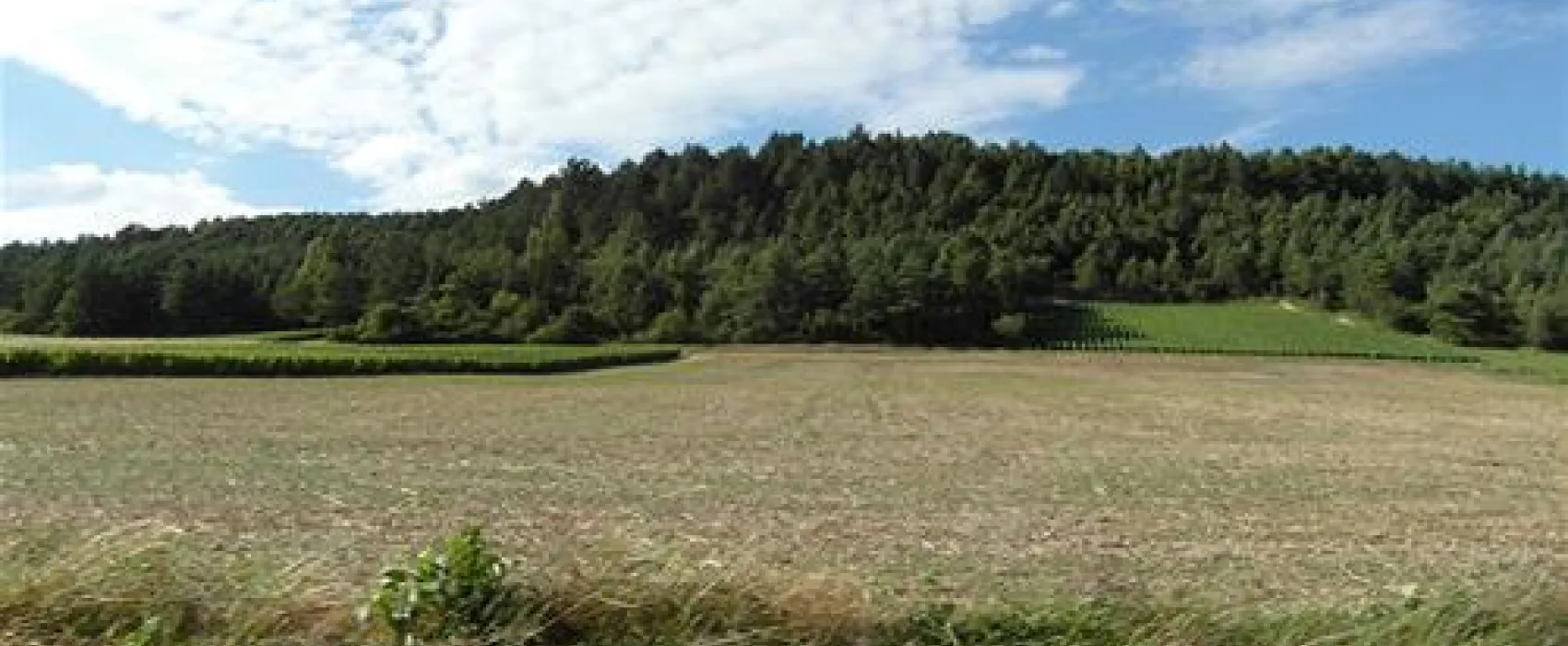 Les Grebes du Lac de Marcenay