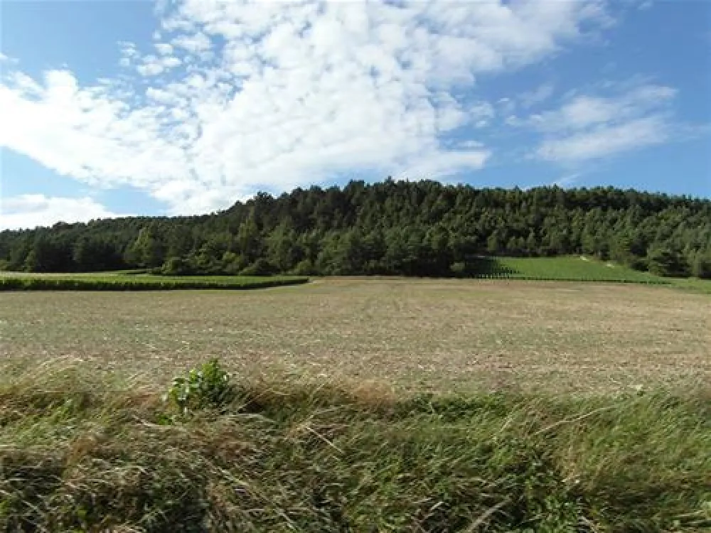 Les Grebes du Lac de Marcenay