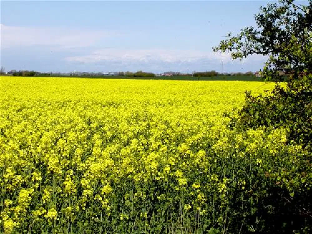 Minicamping Kleingarn