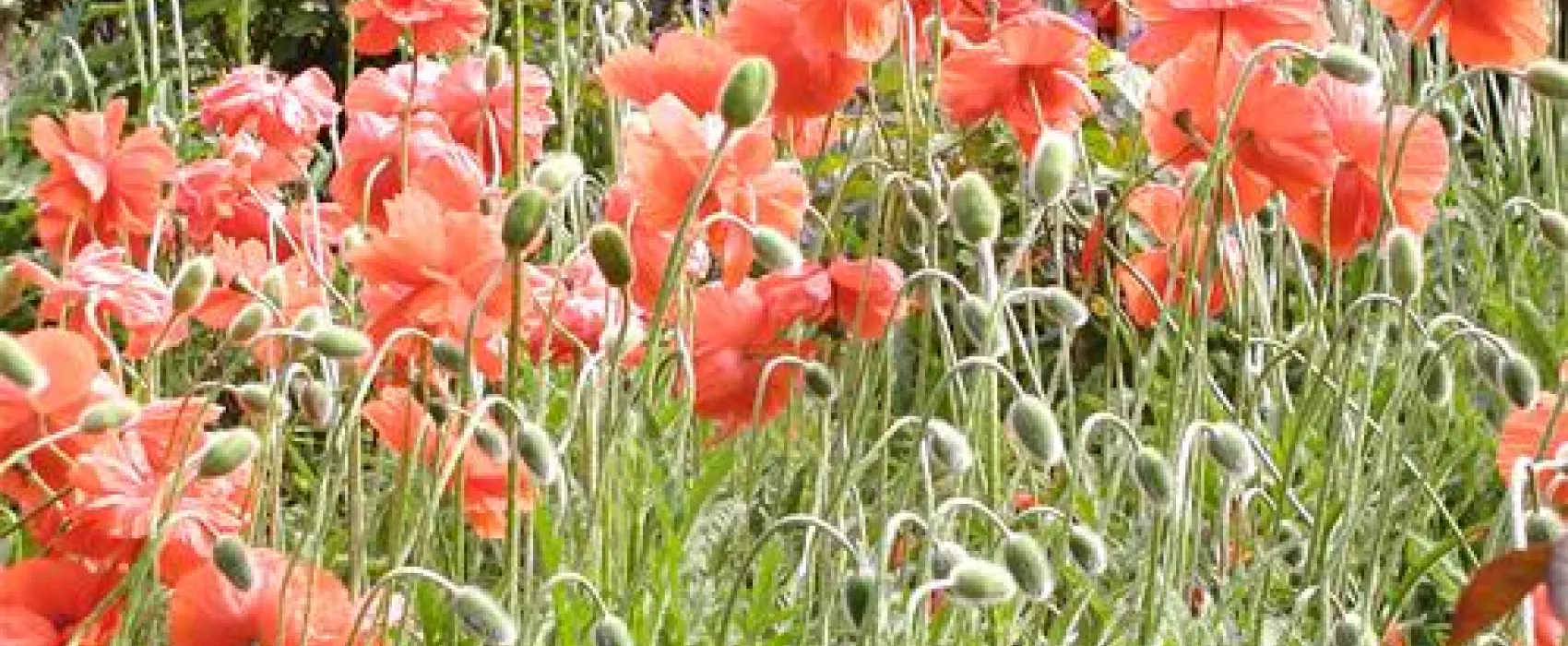 Minicamping Kleingarn