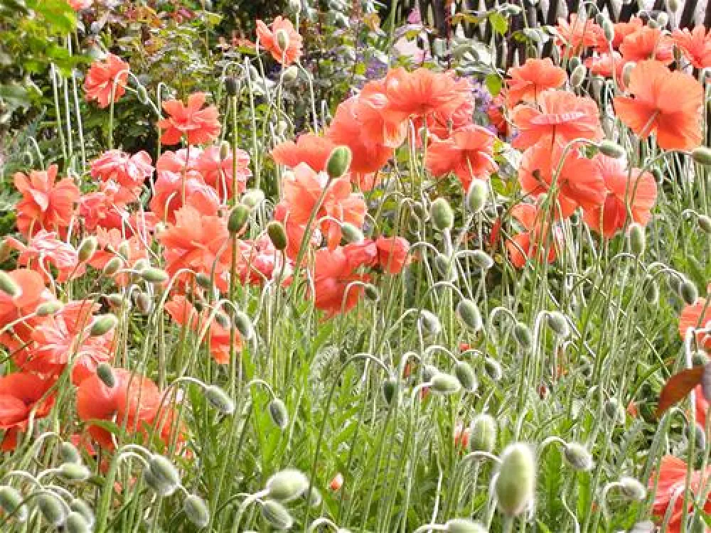 Minicamping Kleingarn