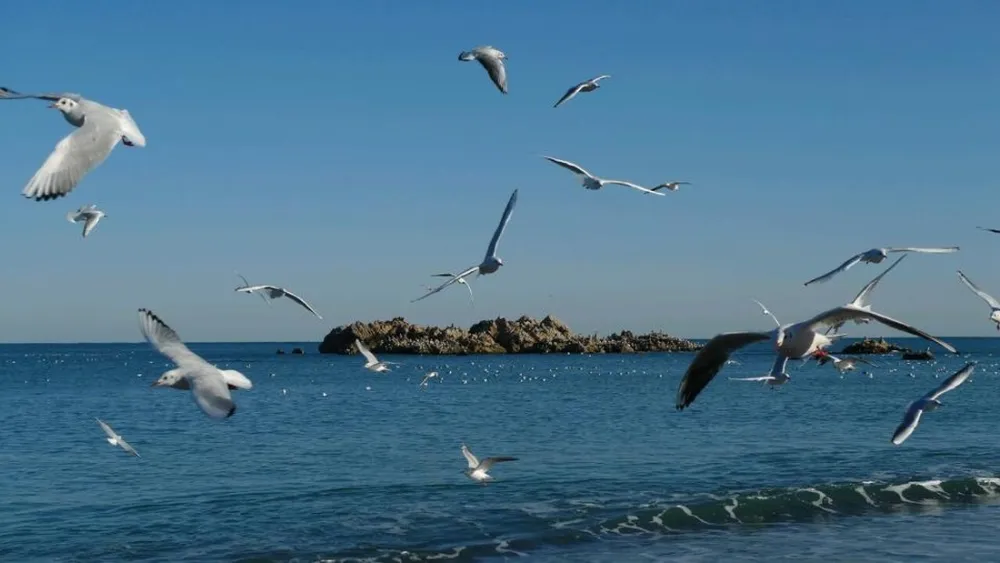 Camping Municipal A La Pointe Du Grouin  