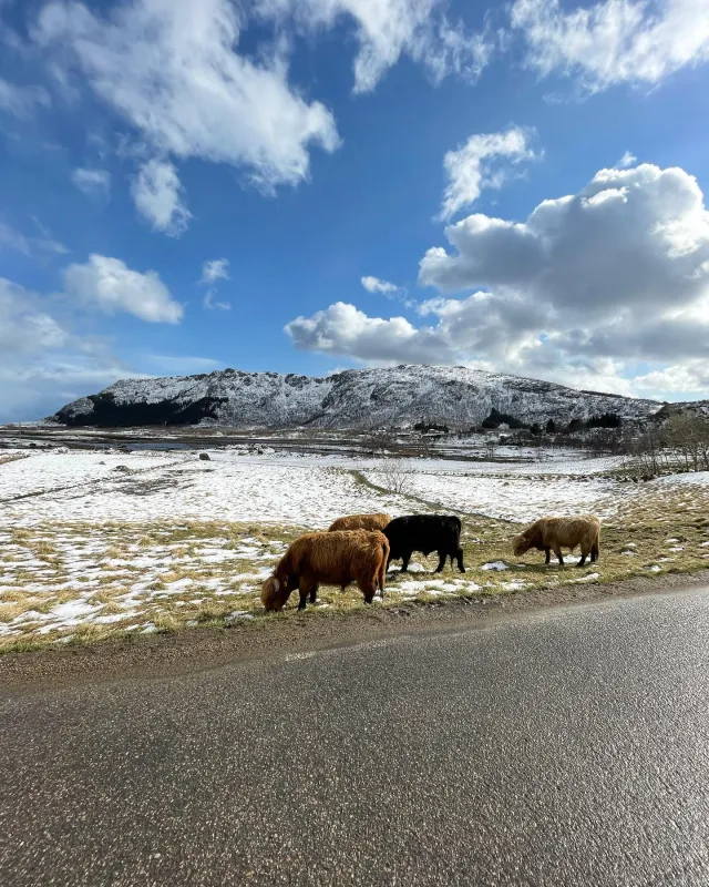 Brustranda Fjordcamping