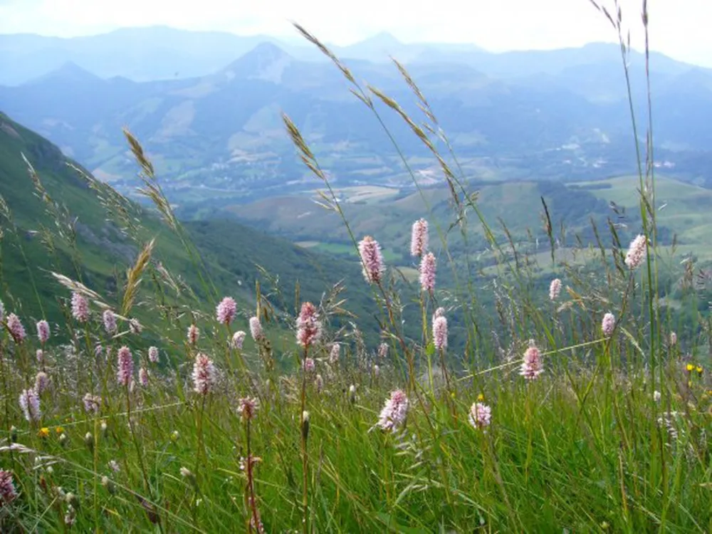 La Presqu'île du Puech des Ouilhes