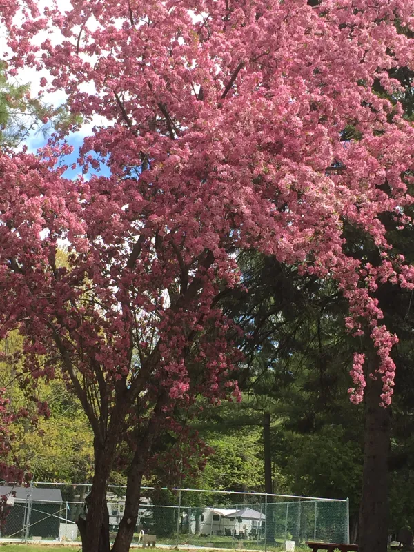 Cold River Campground
