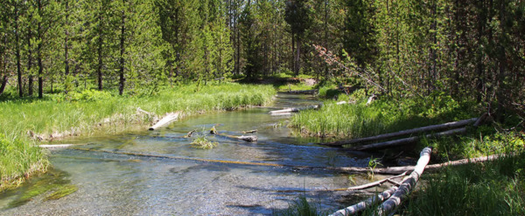 Fish Creek Road Dispersed Camping