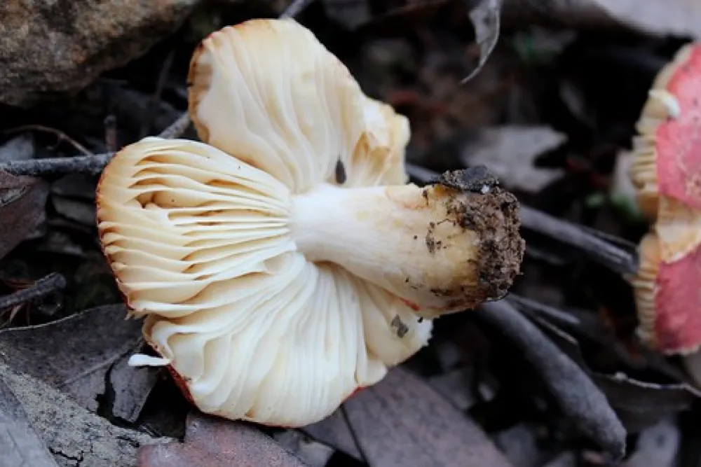 O`Briens Crossing Campground