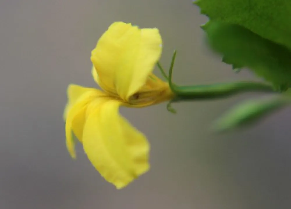 O`Briens Crossing Campground