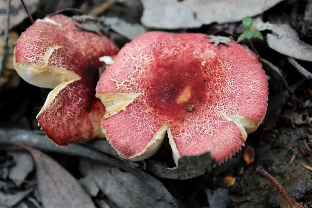 O`Briens Crossing Campground