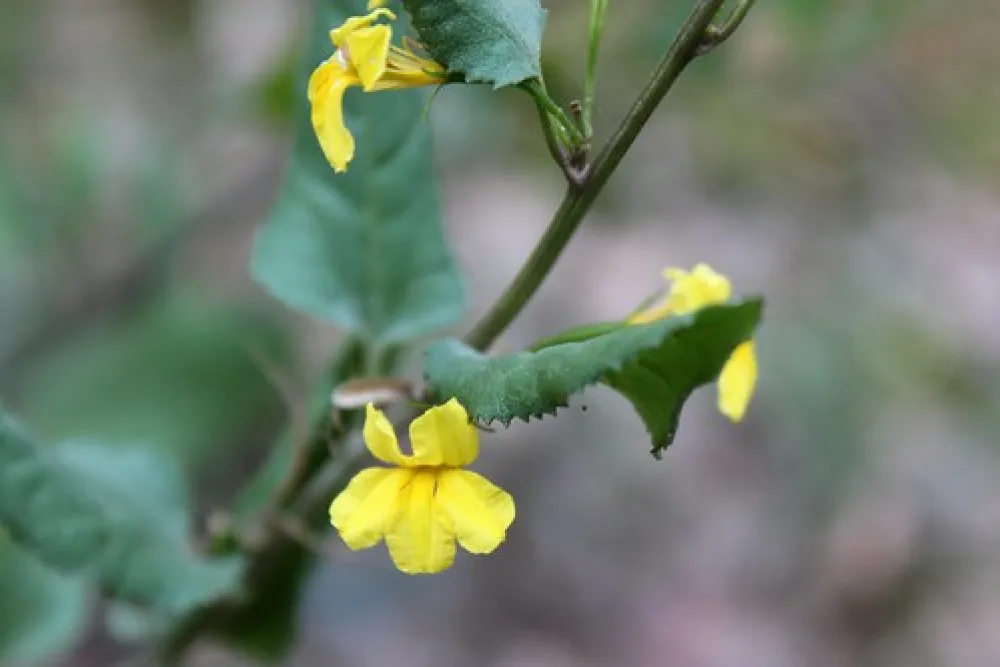 O`Briens Crossing Campground
