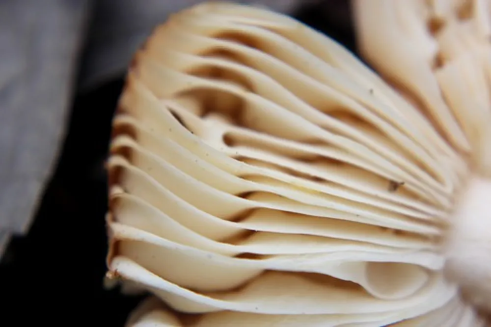 O`Briens Crossing Campground