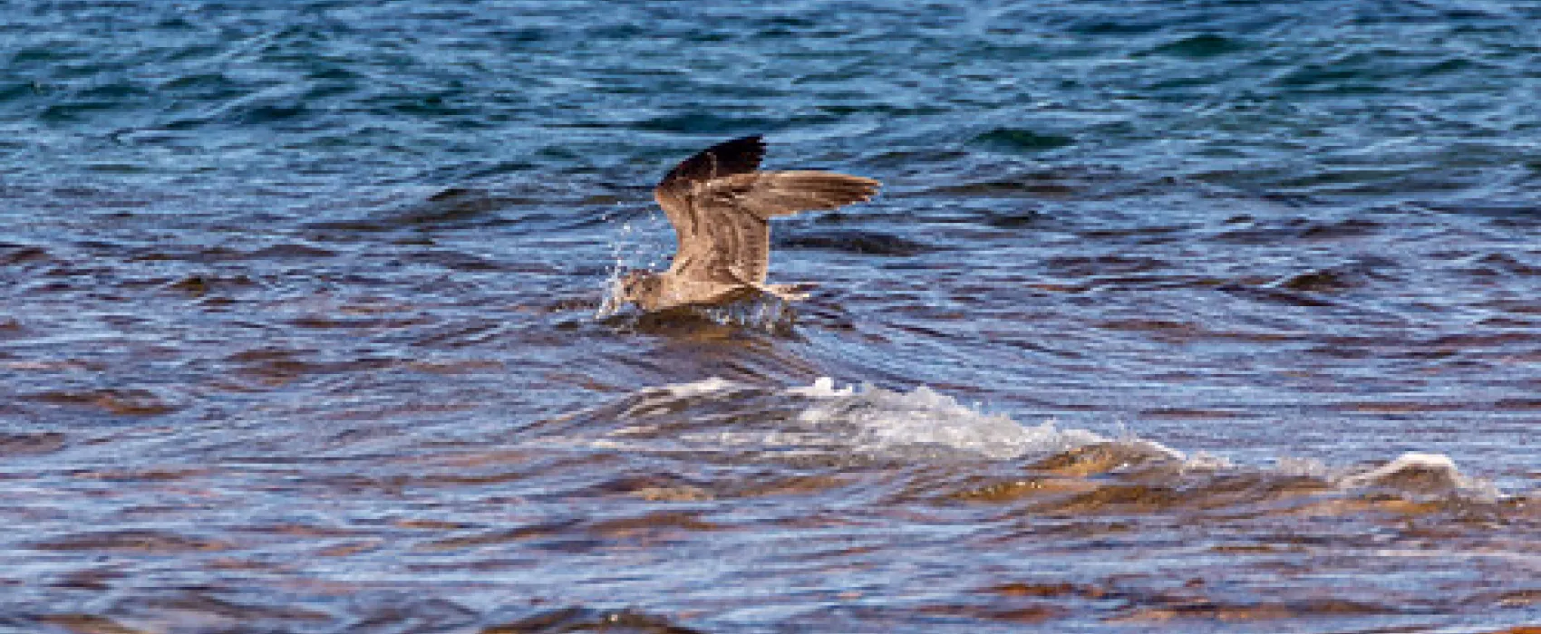 Point Lowly Campground