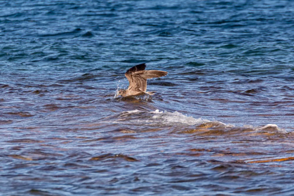 Point Lowly Campground