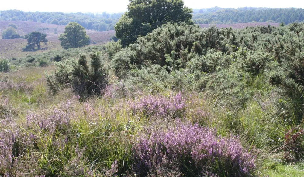 Vakantiedorp De Jutberg