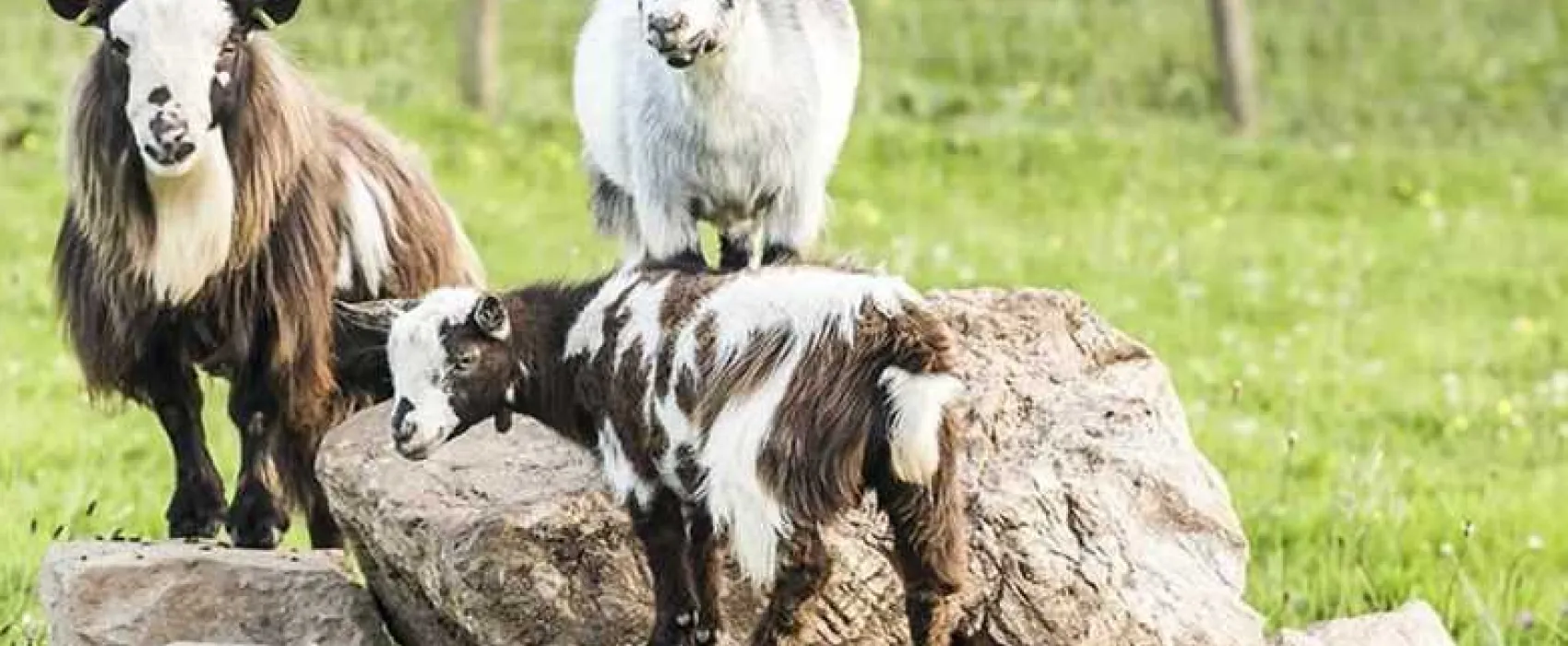 Parkers Farm Holiday Park