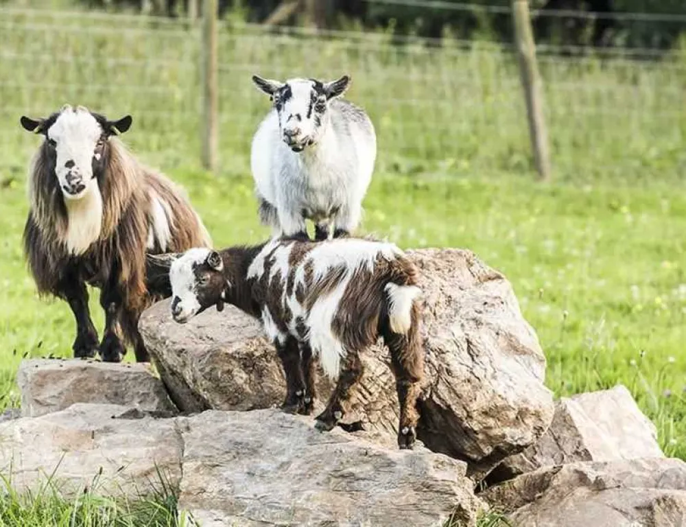 Parkers Farm Holiday Park