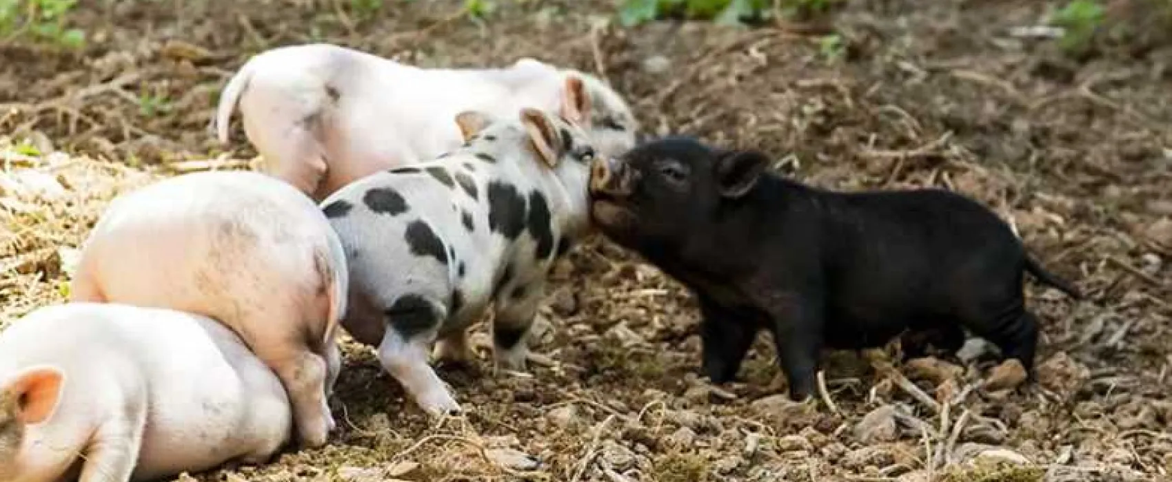 Parkers Farm Holiday Park