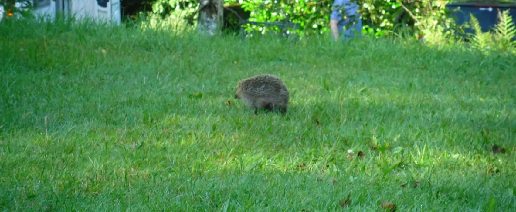 Camping Domaine du Haut des Bluches  