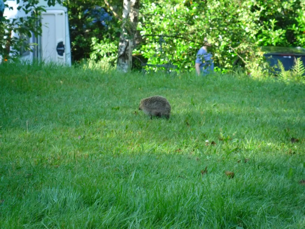 Camping Domaine du Haut des Bluches  