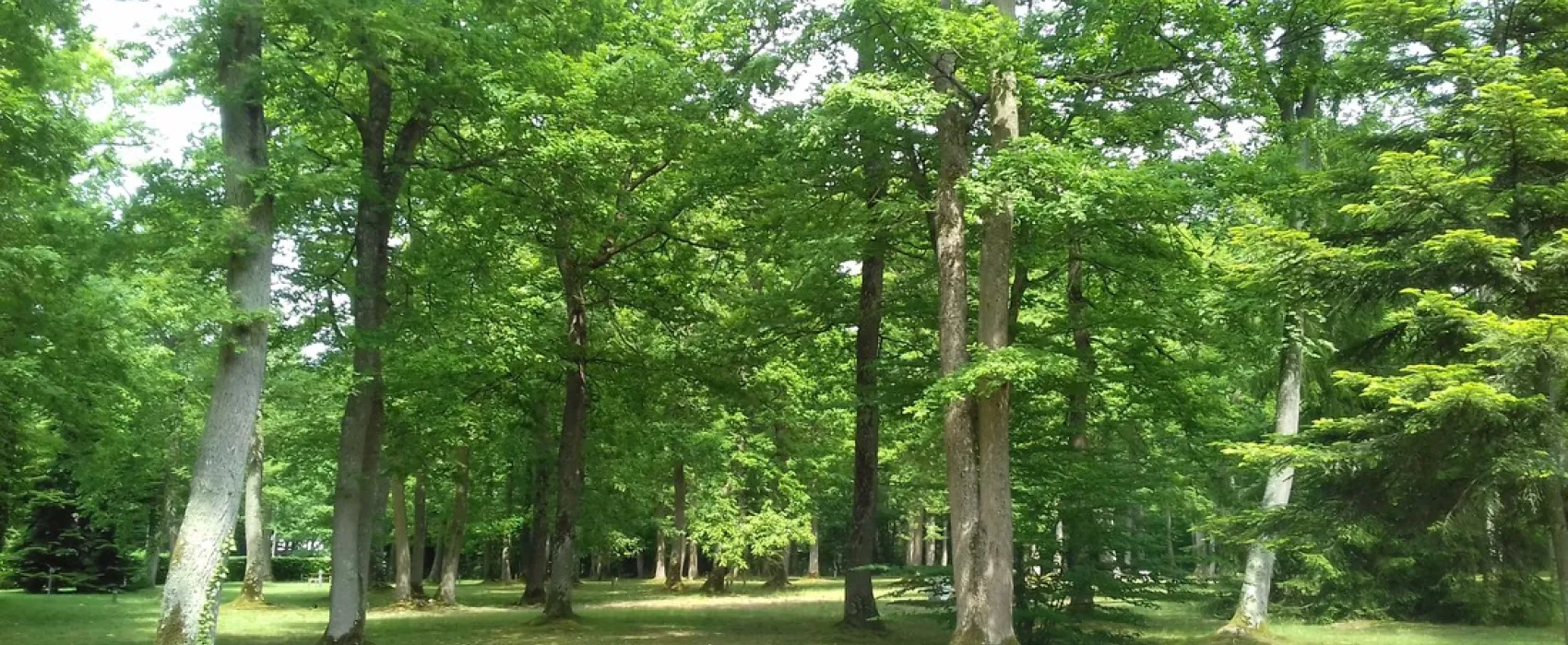 Camping Municipal De La Foret