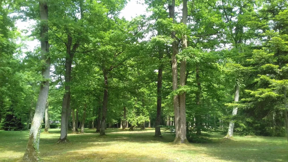 Camping Municipal De La Foret