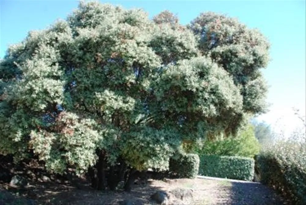 PRL Domaine de Sainte Veziane