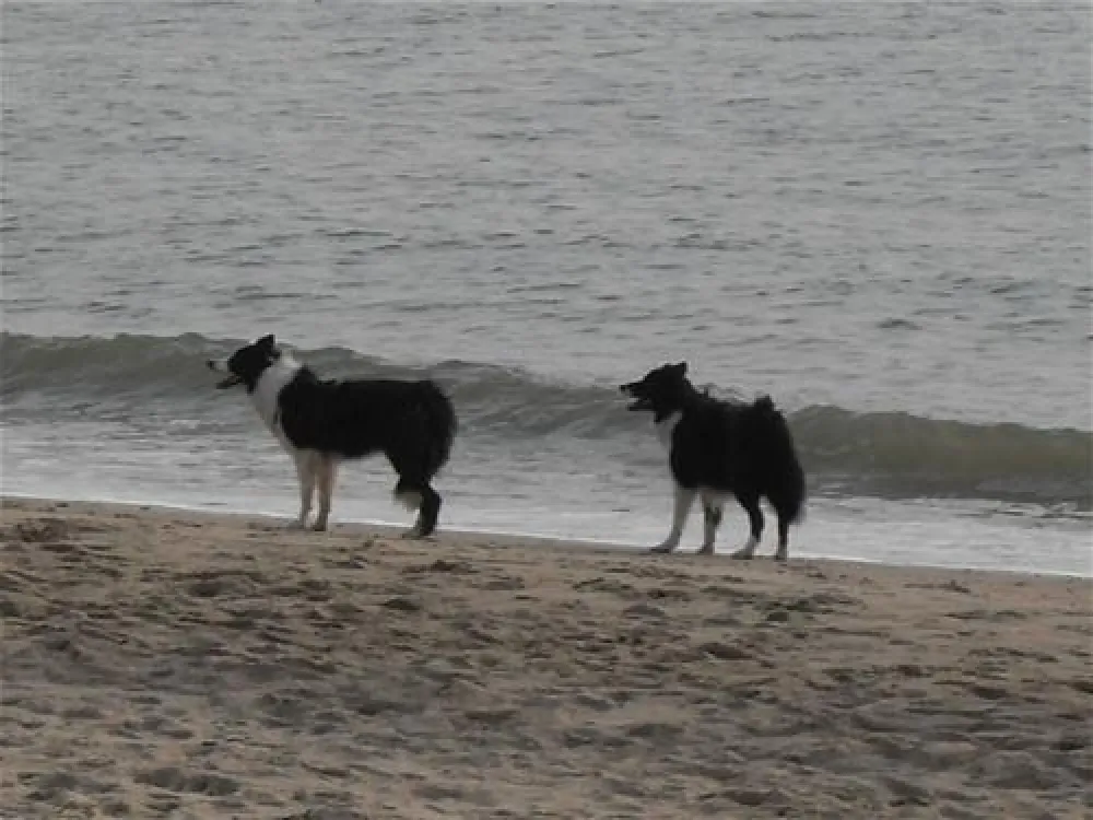 Minicamping De Visser