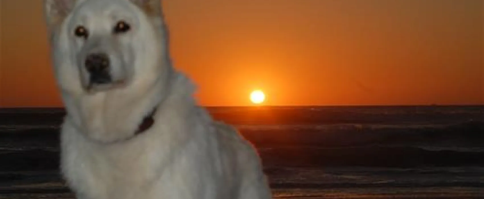 Yelloh! Village - Les Grands Pins  