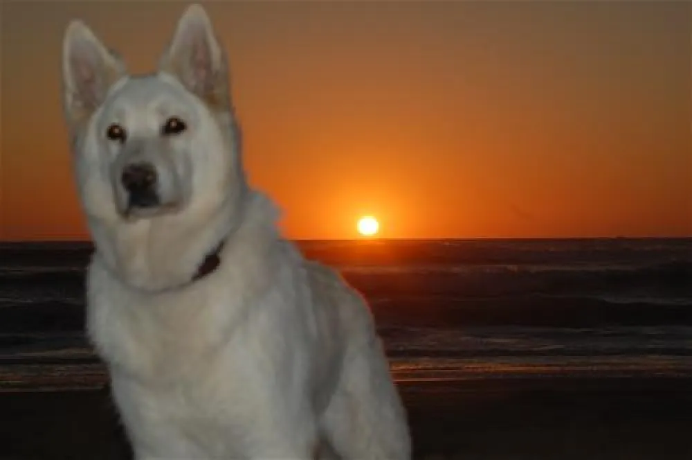 Yelloh! Village - Les Grands Pins  