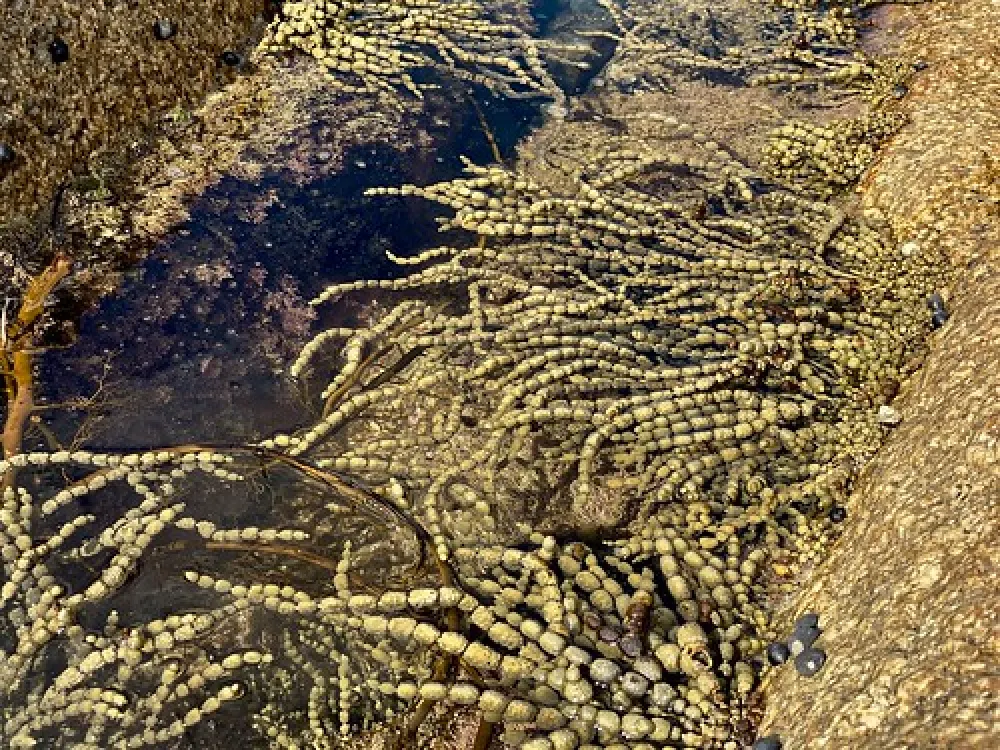 Friendly Beaches Campground