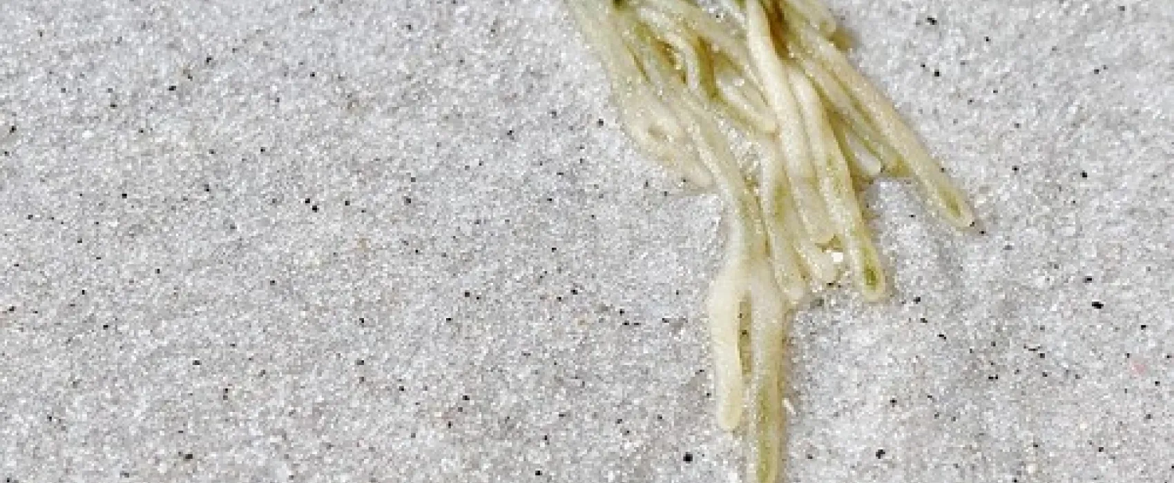 Friendly Beaches Campground