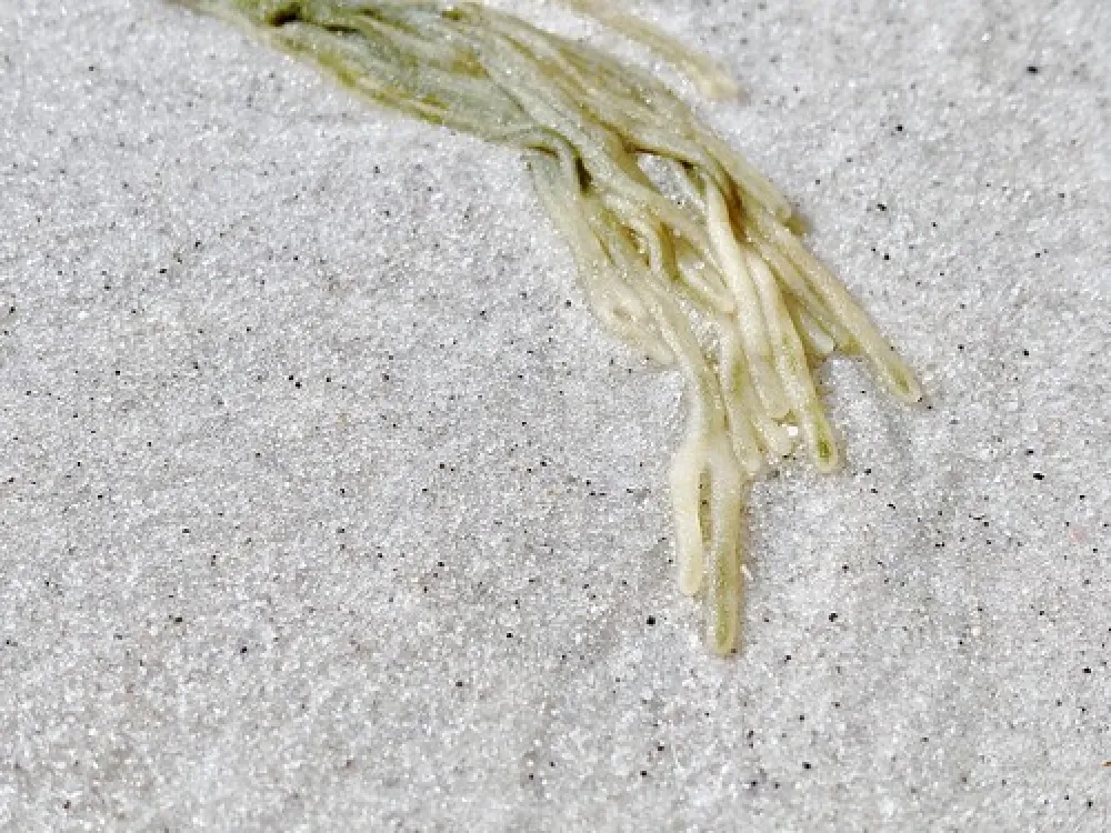 Friendly Beaches Campground