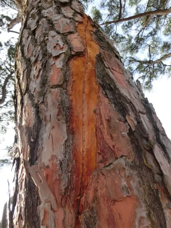 Parque de Campismo do Escaroupim