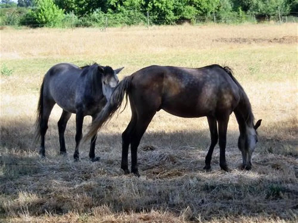 Parque de Campismo do Escaroupim