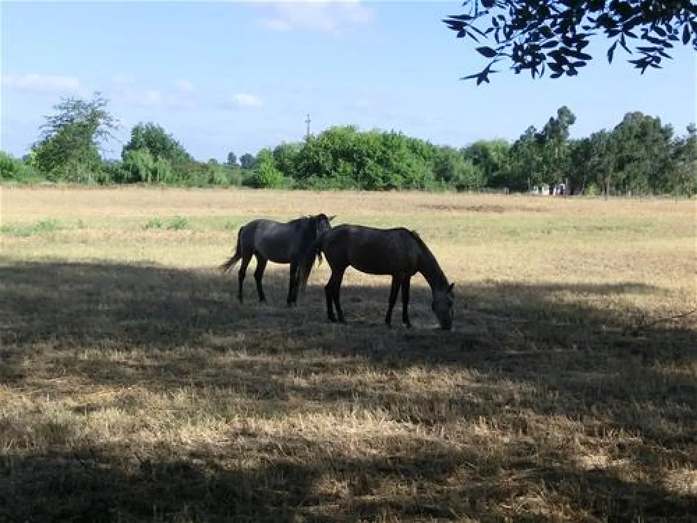 Parque de Campismo do Escaroupim