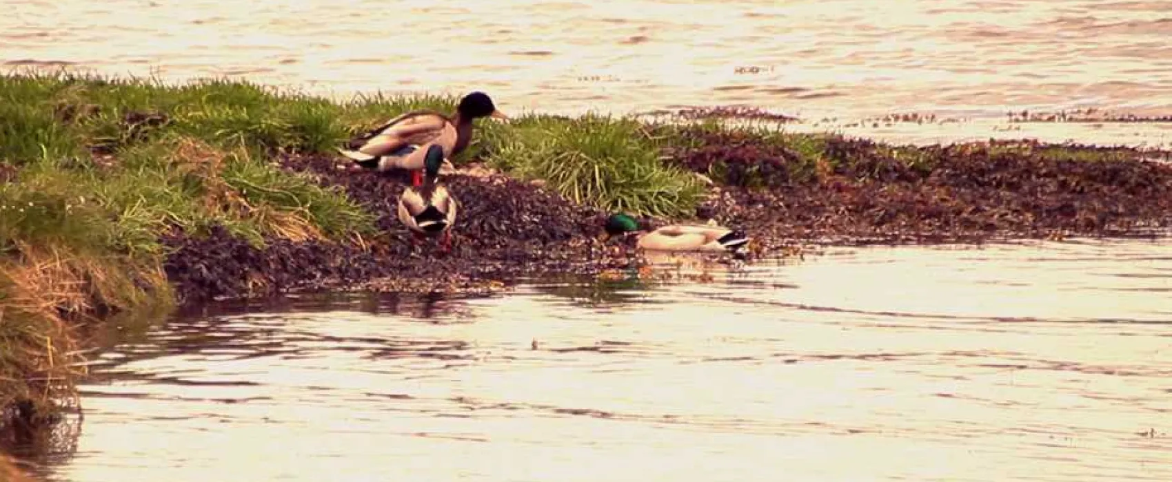 Bunchrew Caravan Park