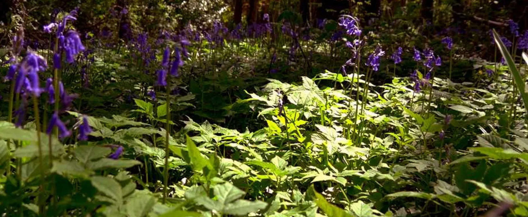 Bunchrew Caravan Park