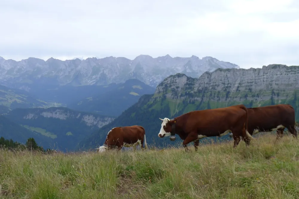 Camping Moulin Dollay