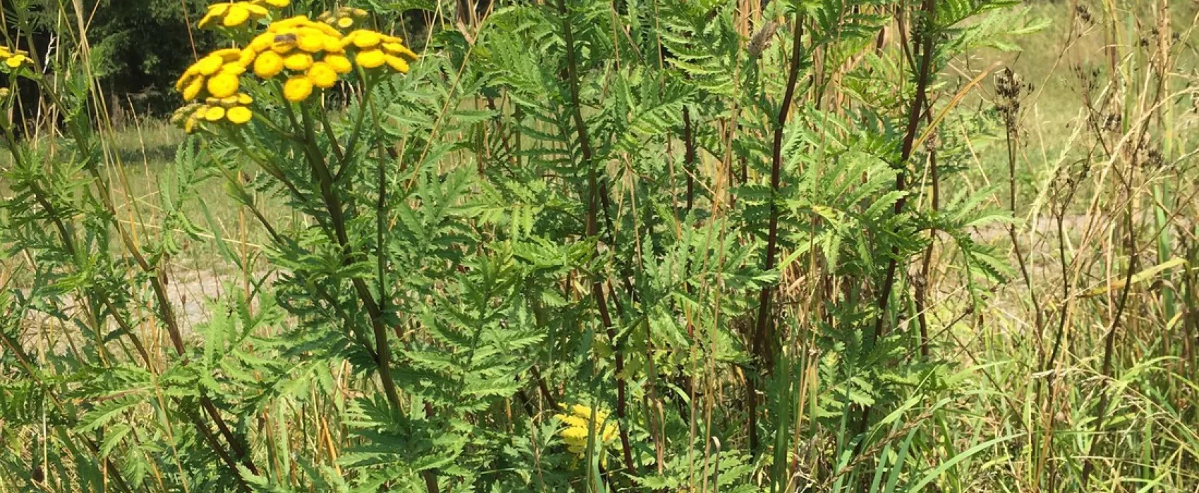 Camping Linkenmühle