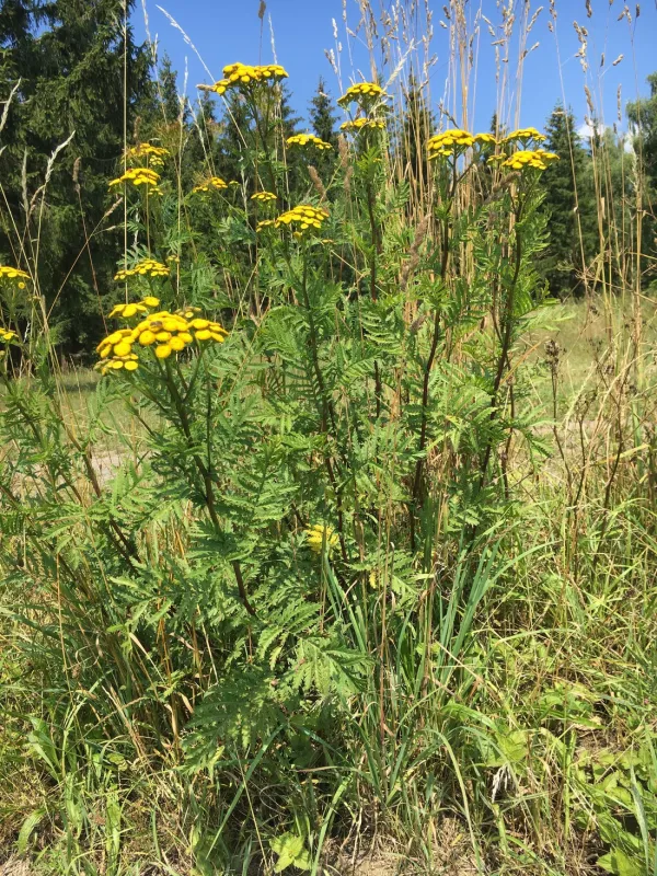 Camping Linkenmühle