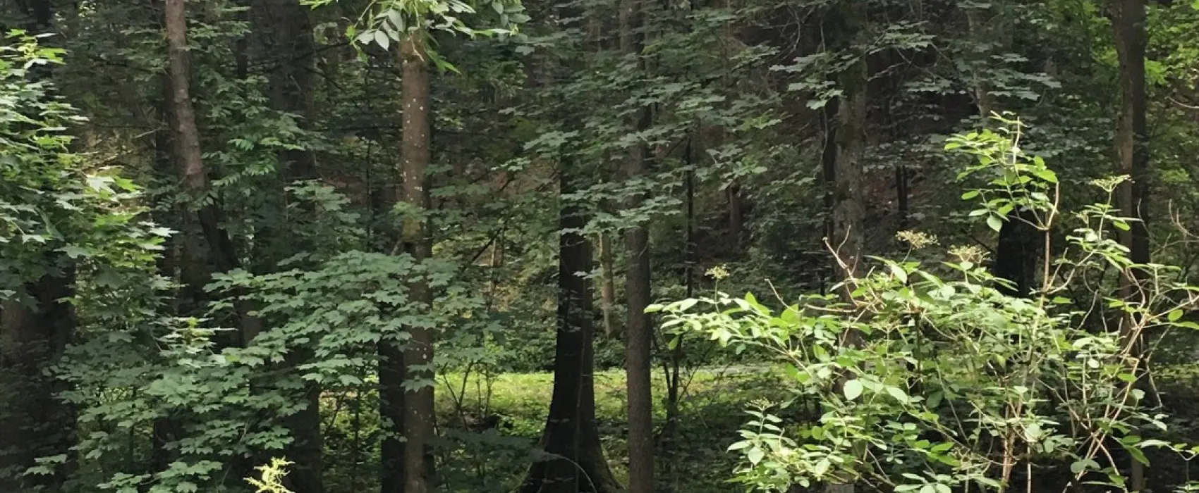 Camping Linkenmühle