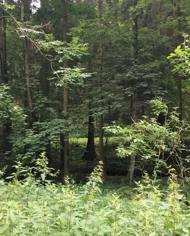 Camping Linkenmühle