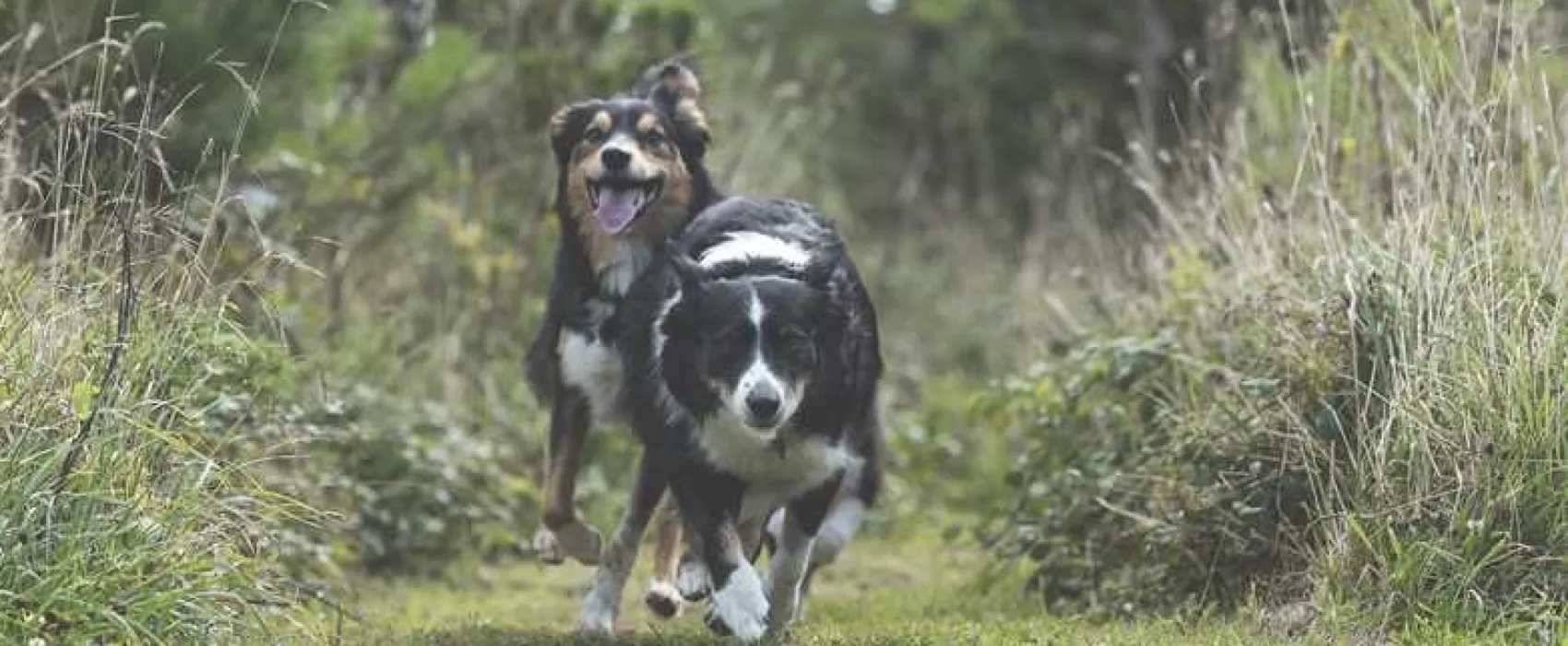 Trevornick Holiday Park